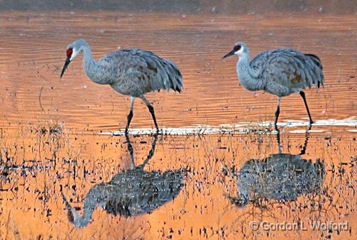 Sandhill Cranes_73775.jpg - Sandhill Crane (Grus canadensis) photographed in the Bosque del Apache National Wildlife Refuge near San Antonio, New Mexico, USA. 